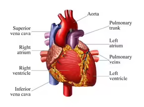 Anatomical diagram of the human heart